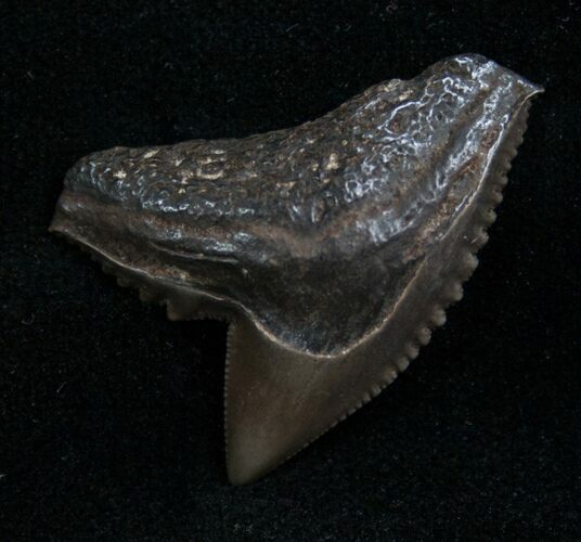 Fossil Tiger Shark Tooth From Georgia - #7646